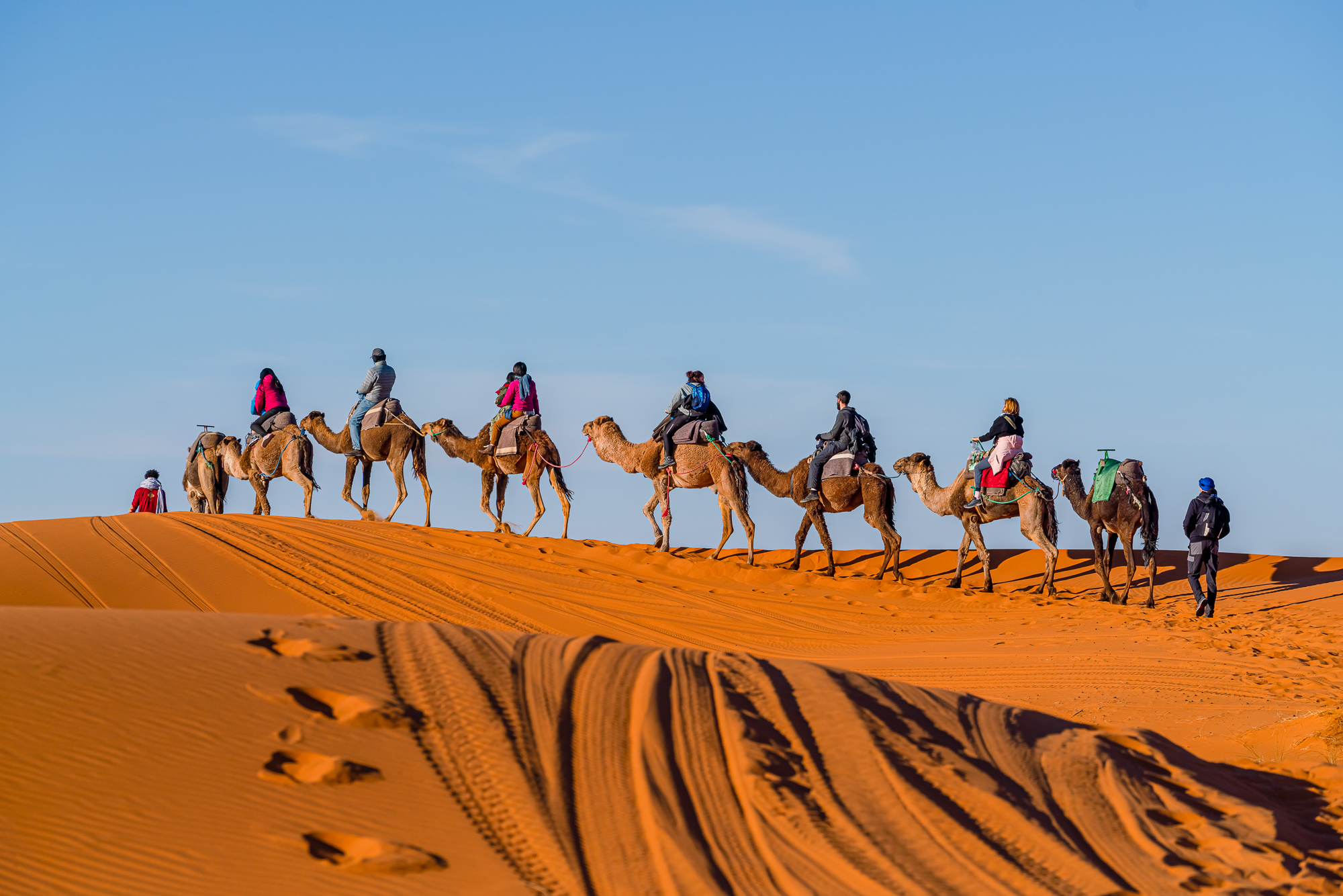 Camel caravan crossing golden Sahara dunes